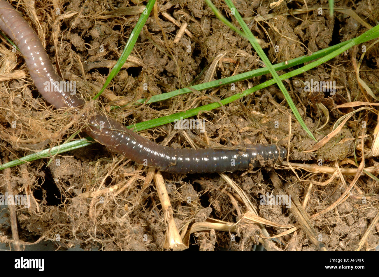 Earthworm Lumbricus sp moving through grass roots and soil Stock Photo