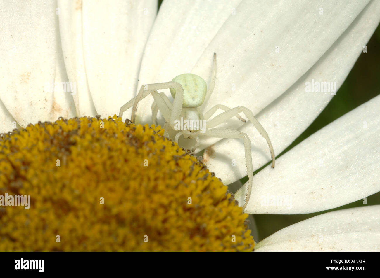 Goldenrod Crab Spider Misumena vatia a pale colour a variation of this crab spider on a shasta daisy flower Stock Photo