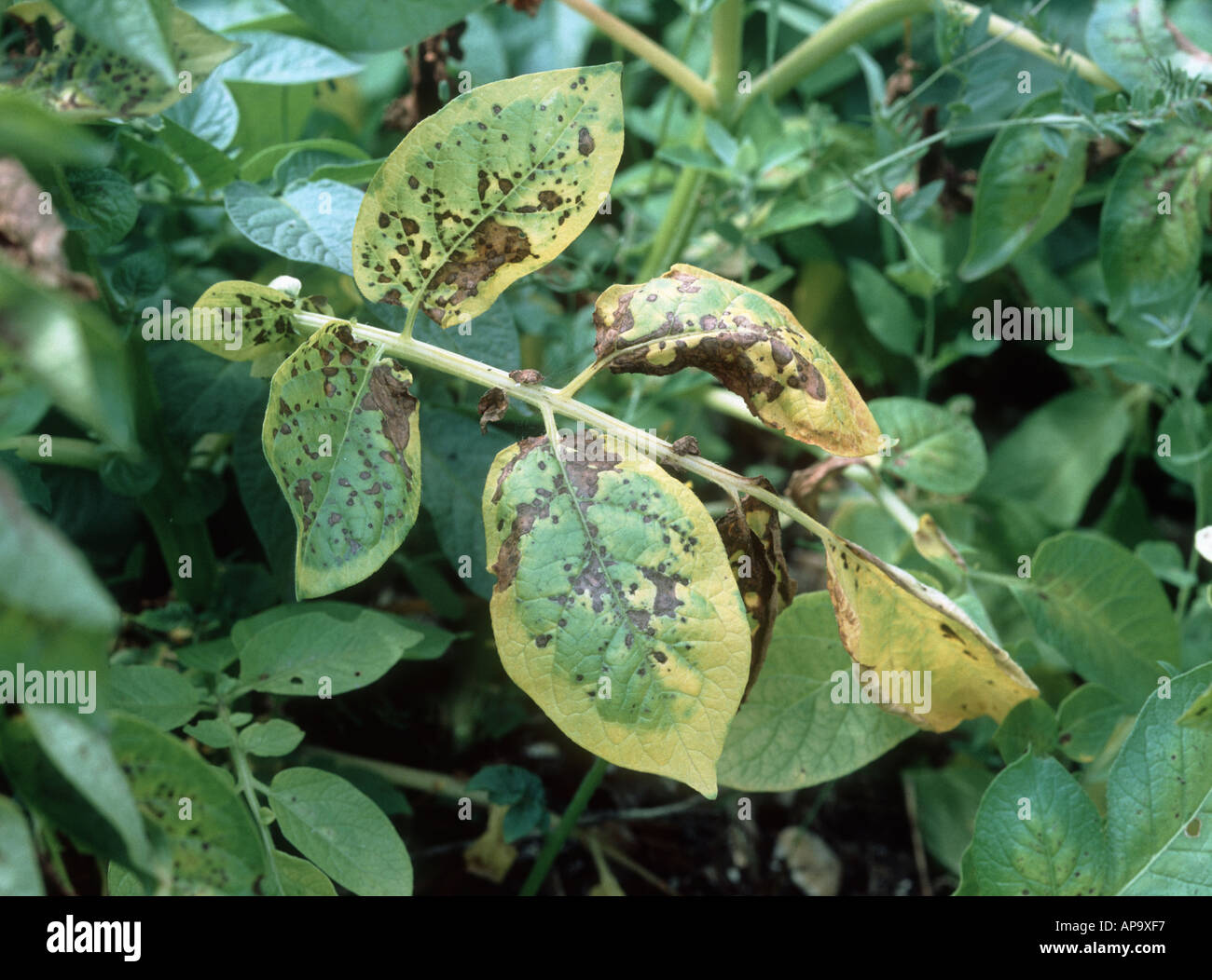 Magnesium Mg deficiency symptoms necrosis and chlorosis on potato foliage Stock Photo
