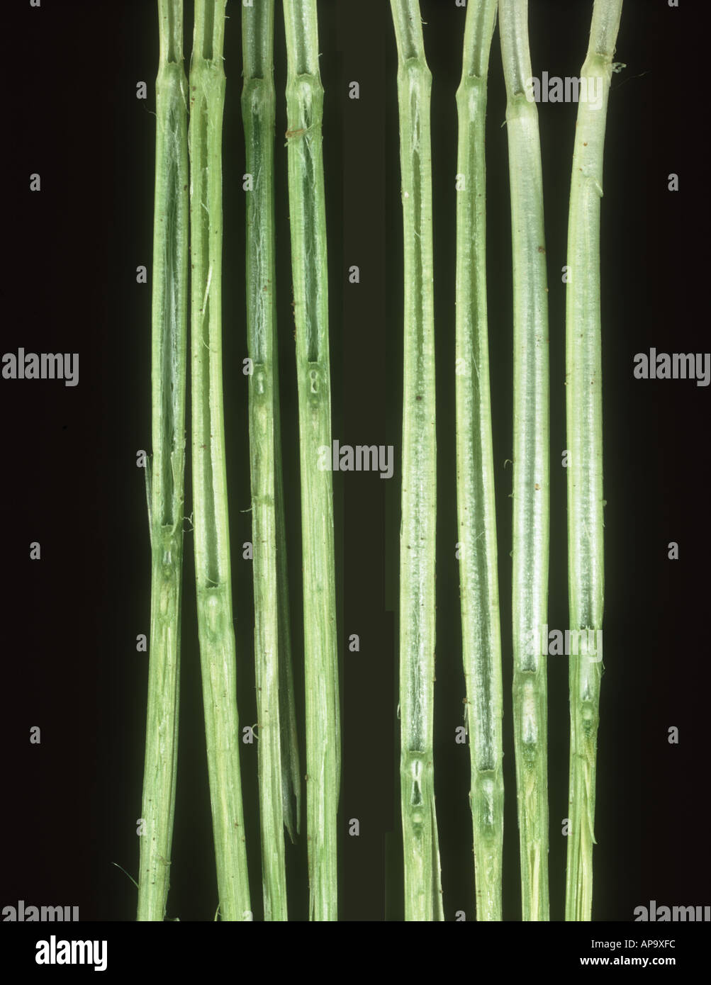 Gibberellic acid effect on the node length of internodes 2 3 in wheat plants GA gibberellin Stock Photo