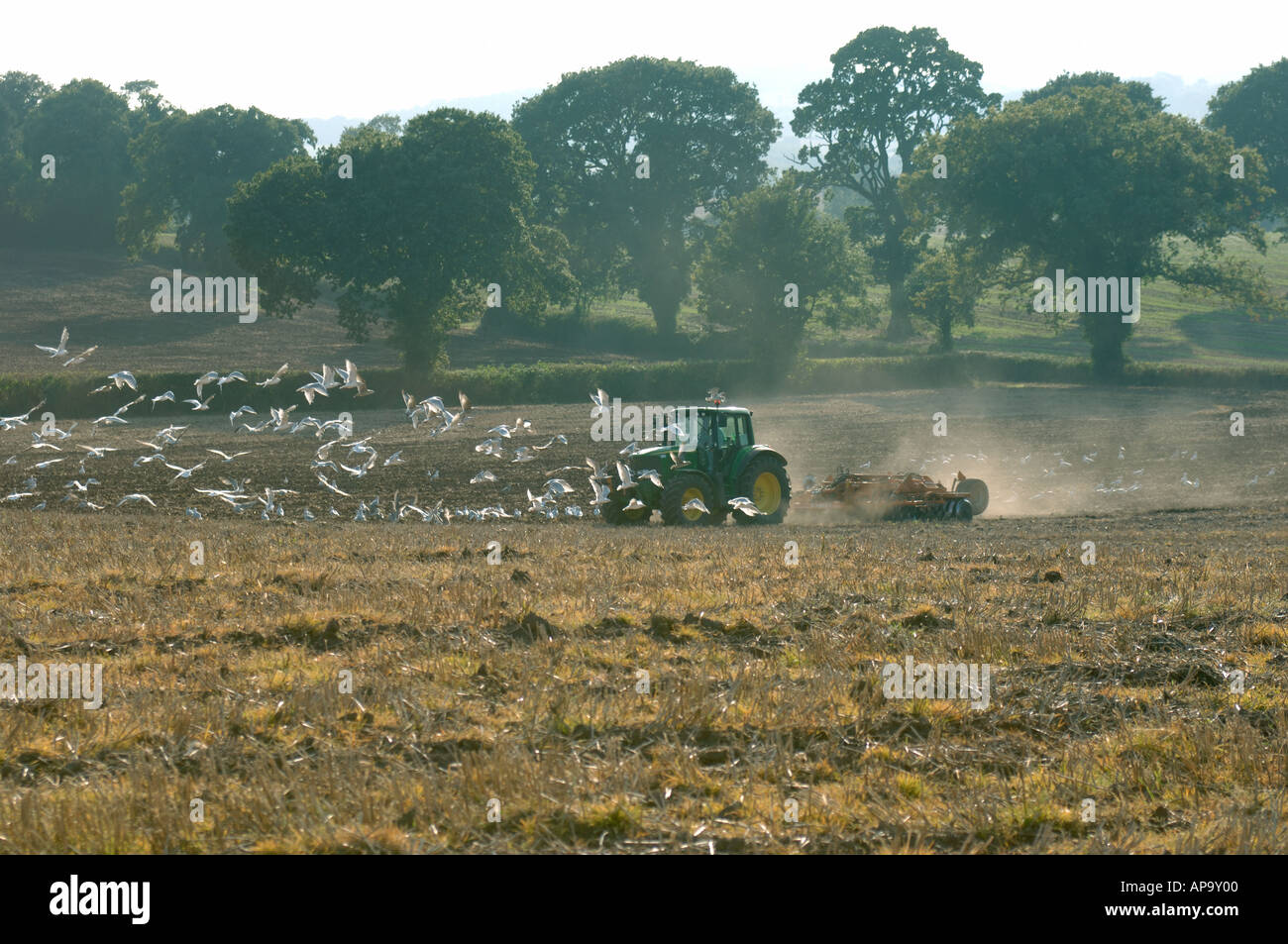 John Deere tractor power disc harrowing subsoiled stubble field with seagulls attending Stock Photo