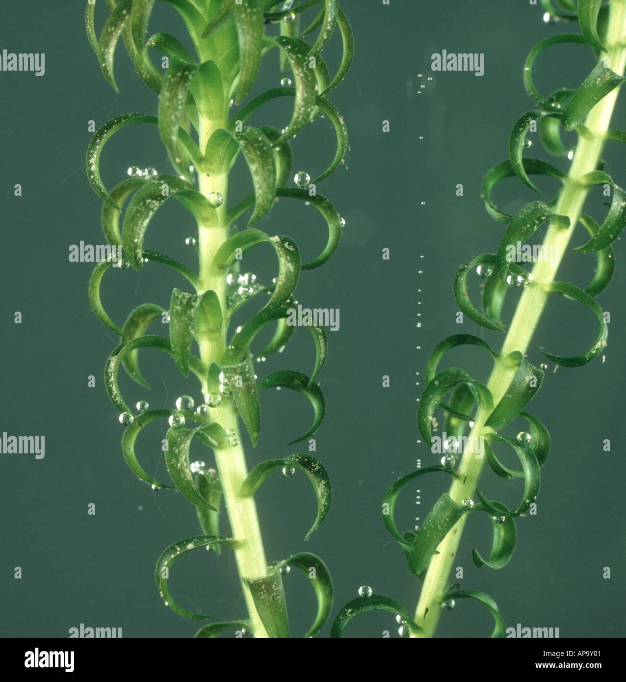 Pondweed Elodea sp giving off oxygen bubbles in light by photosynthesis Stock Photo