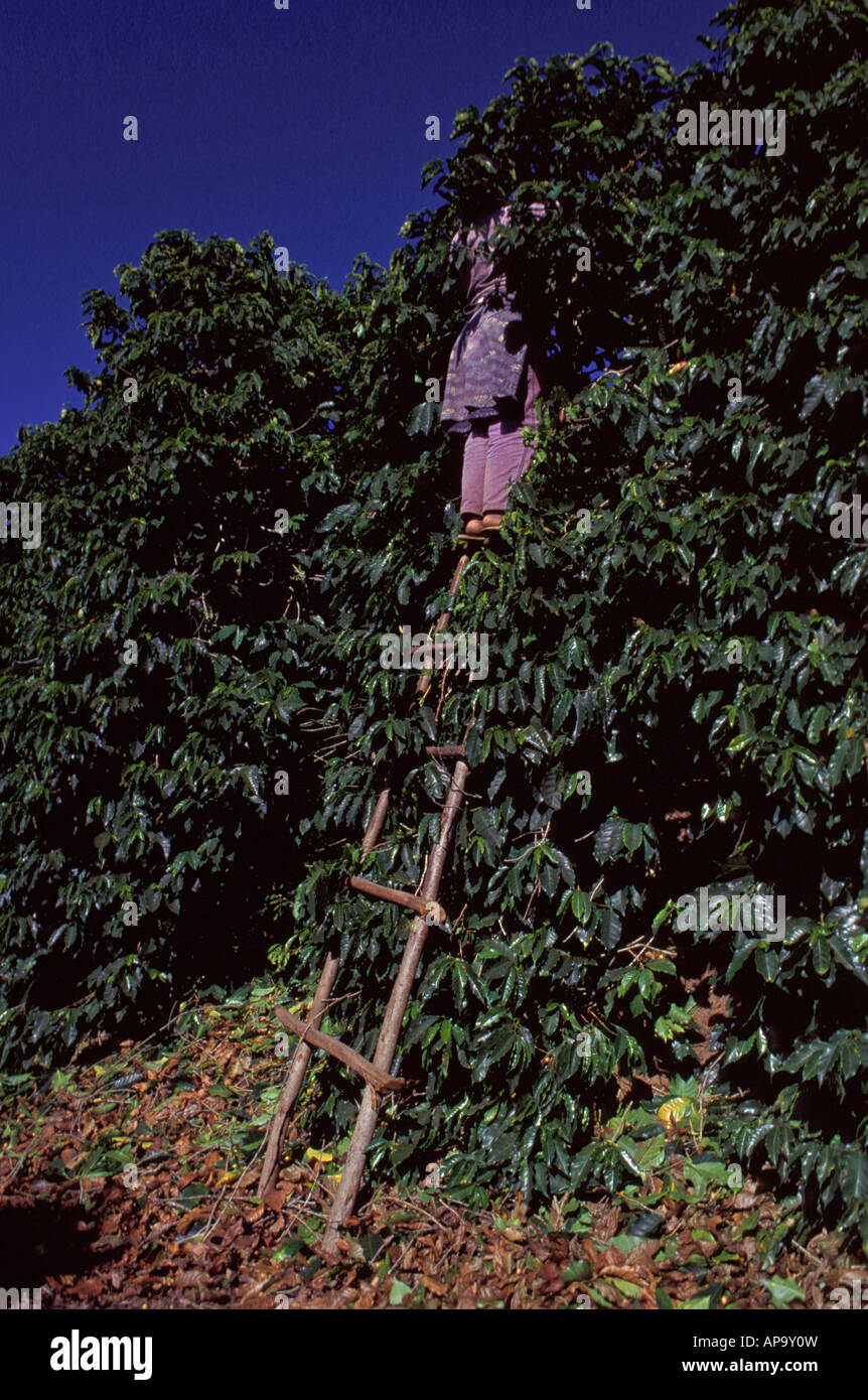 Woman working as temporary agricultural labourer at coffee plantation Brazil Minas Gerais State Stock Photo