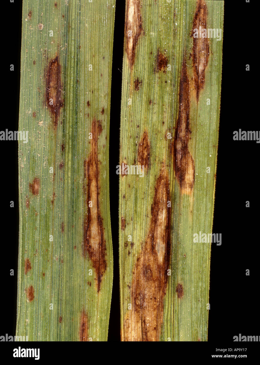 Rice blast Pyricularia grisea on rice leaves Stock Photo