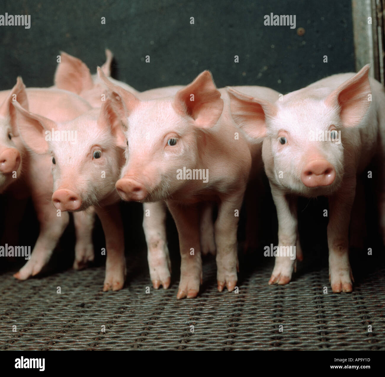 Weaner pigs hires stock photography and images Alamy