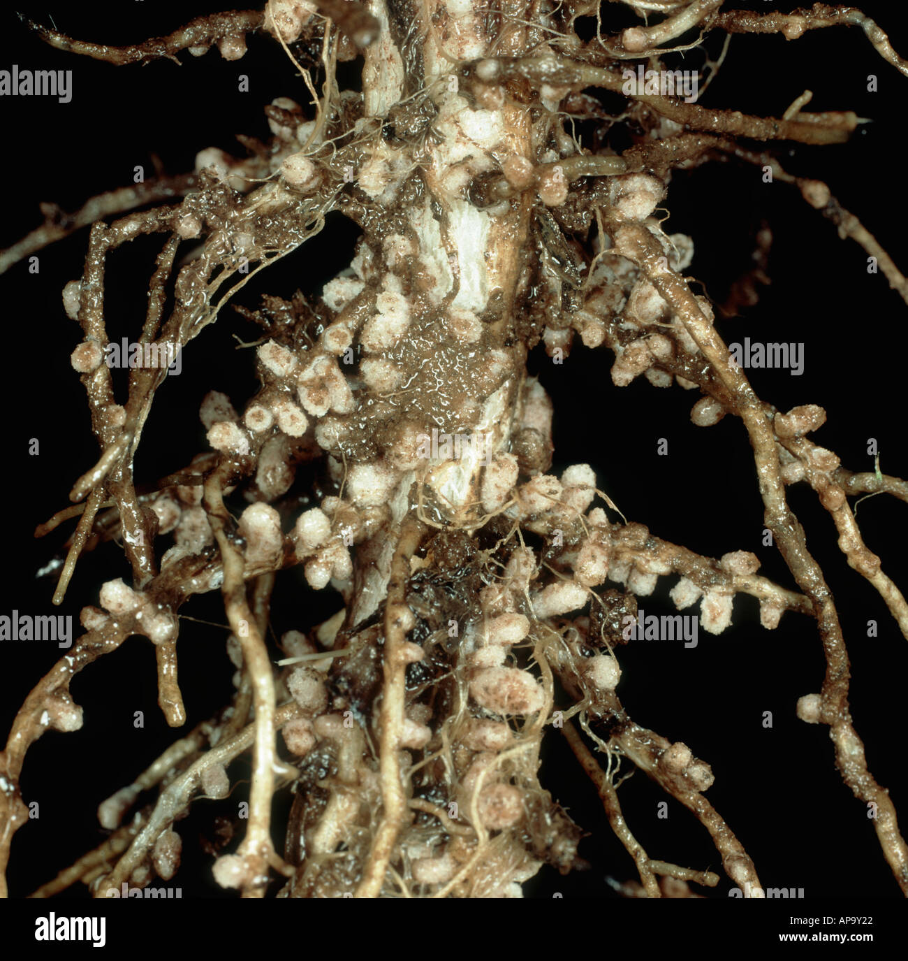 Nitrogen fixating root nodules created by symbiotic bacteria in a bean root Vicia faba Stock Photo