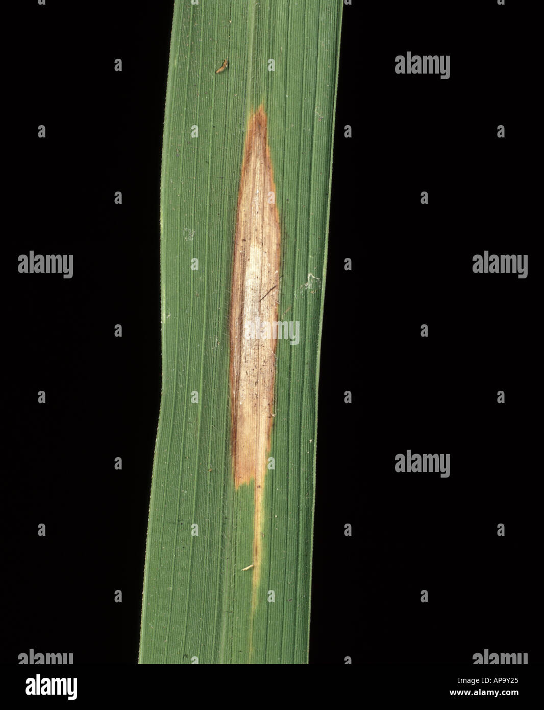 Rice blast Pyricularia grisea lesion on rice leaf Stock Photo