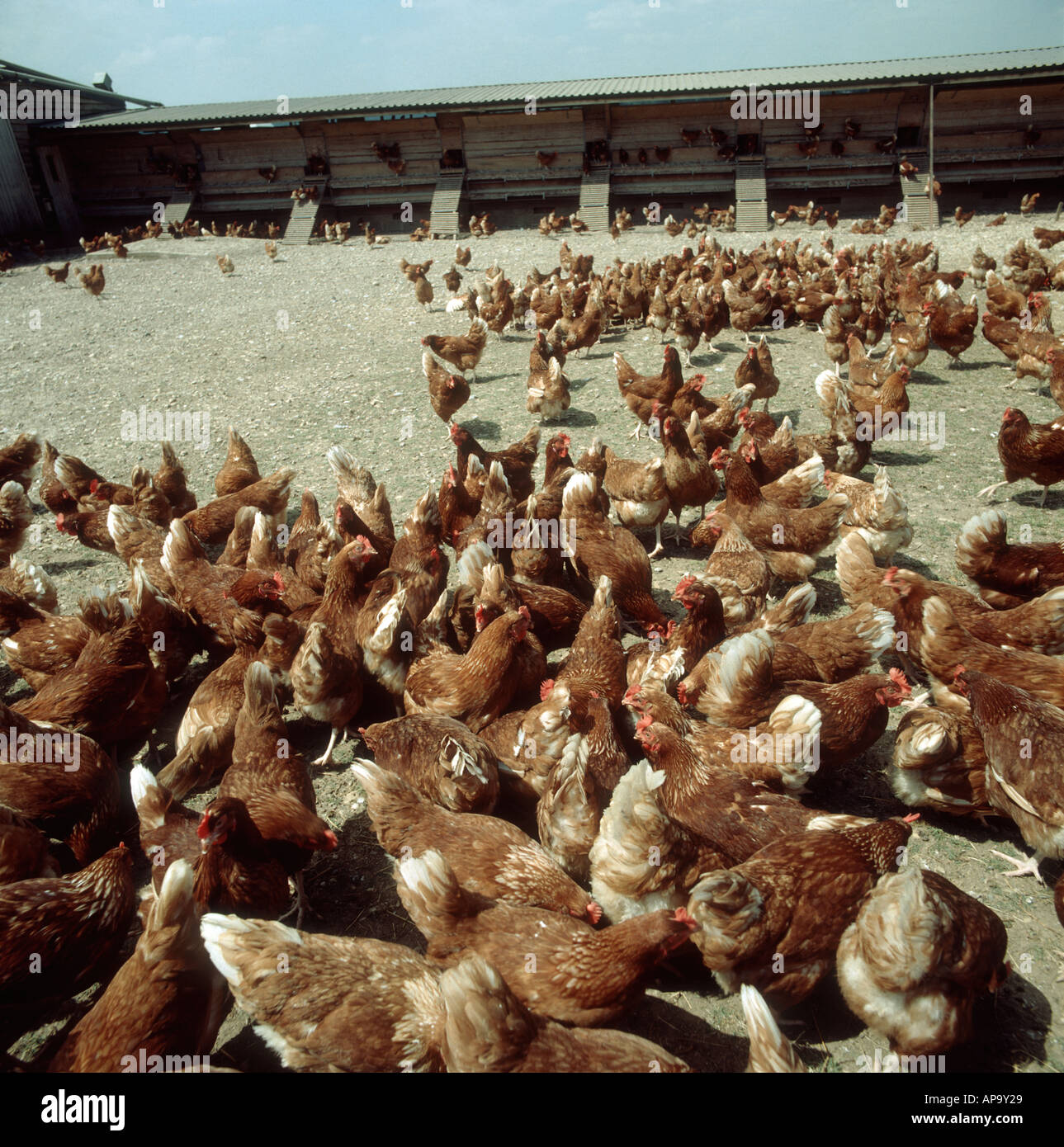 Free range egg laying chickens with chicken house behind Hampshire Stock Photo Alamy
