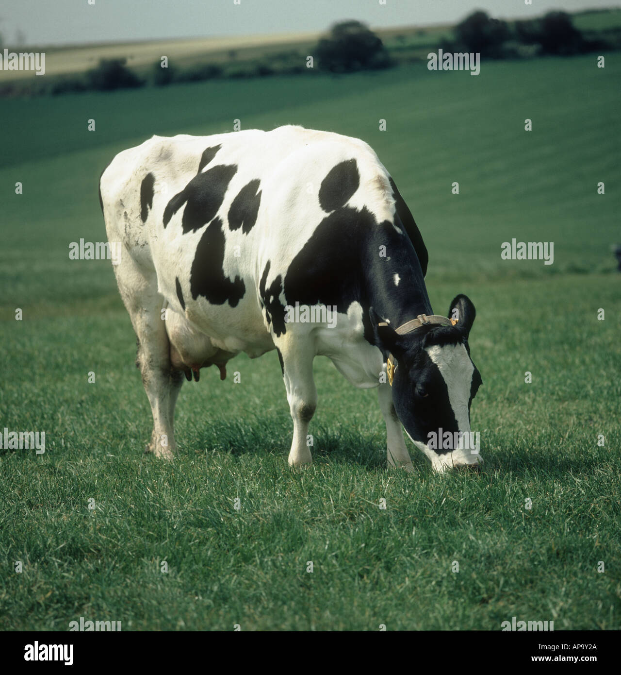 Holstein x Friesian dairy cow grazing on good spring grass Stock Photo
