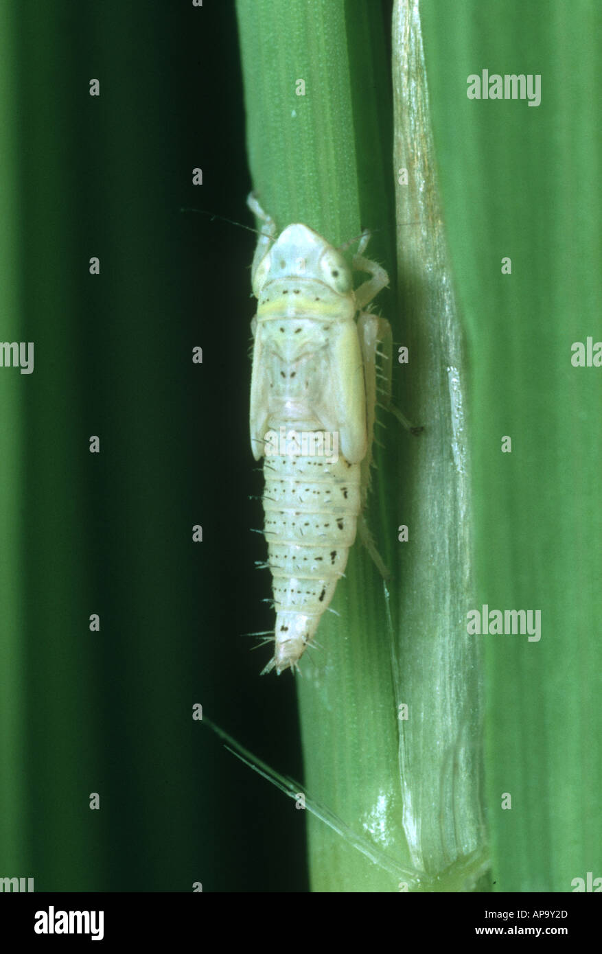 Nymph of a green rice leafhopper Nephotettix virescens on a rice shoot Stock Photo