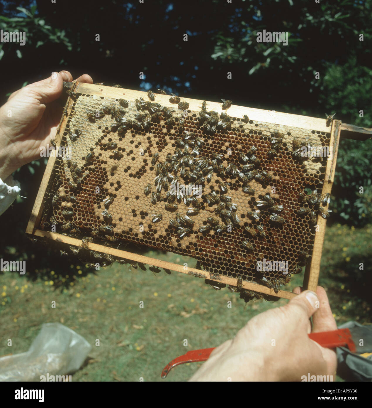 Beekeeper examining honey Bee Apis mellifera brood frame from national hive Stock Photo