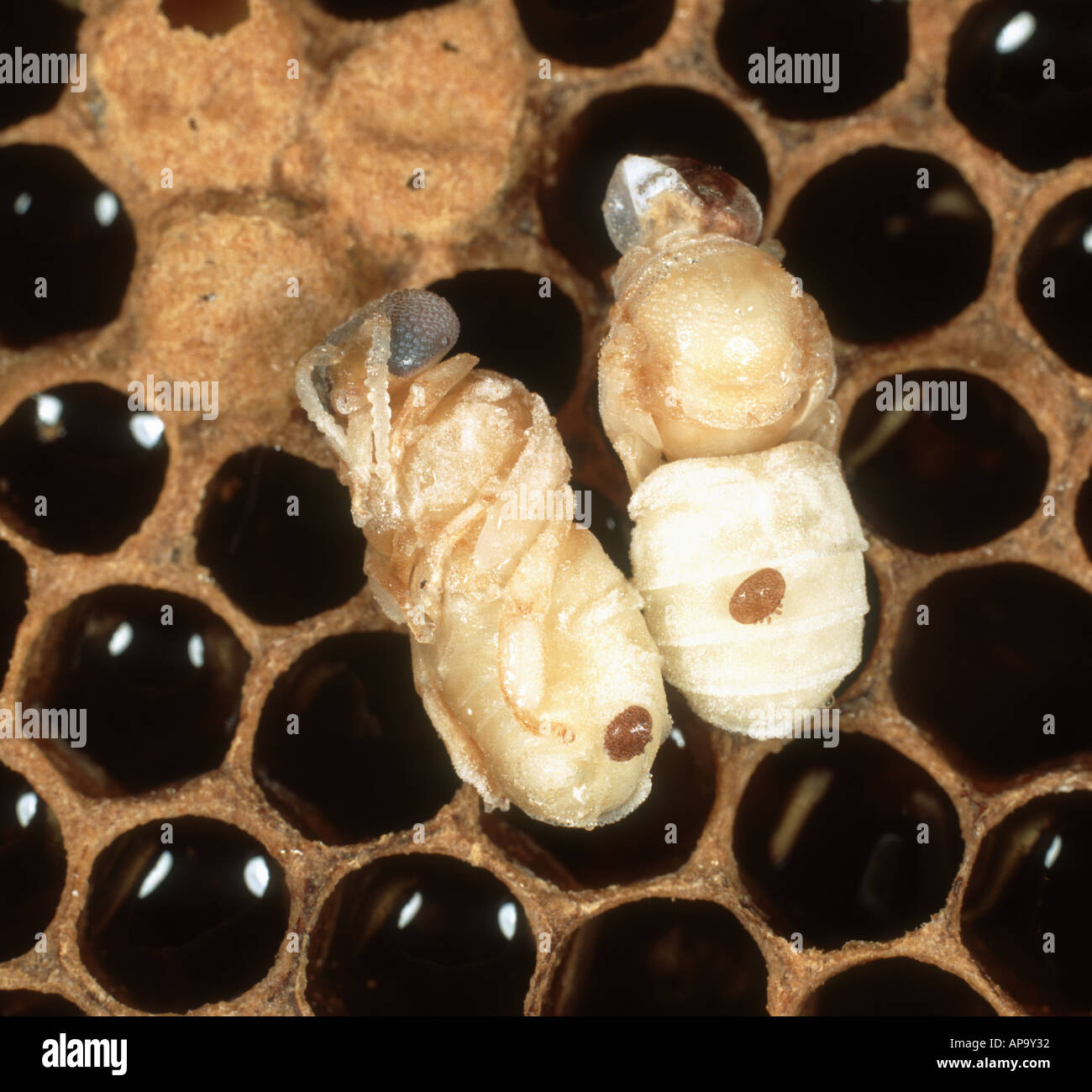 Honey bee Apis mellifera pupa with Varroa mites which infect the bee s hive Stock Photo