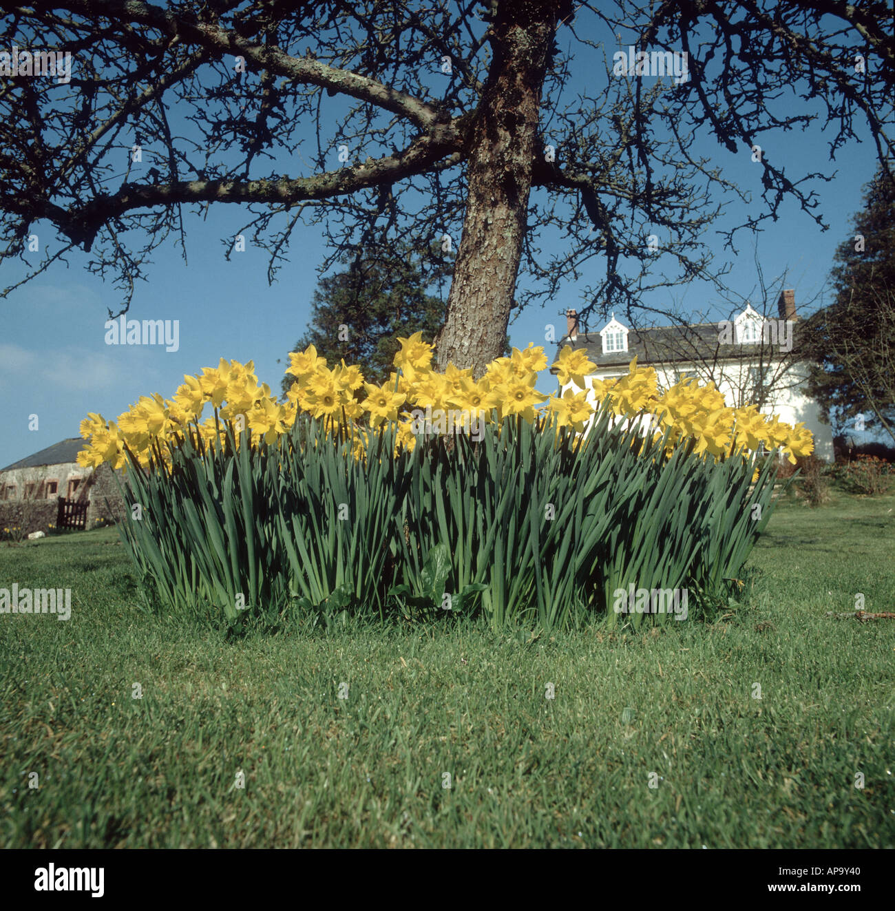 Daffodils Narcissus sp around old garden apple tree in springtime Devon