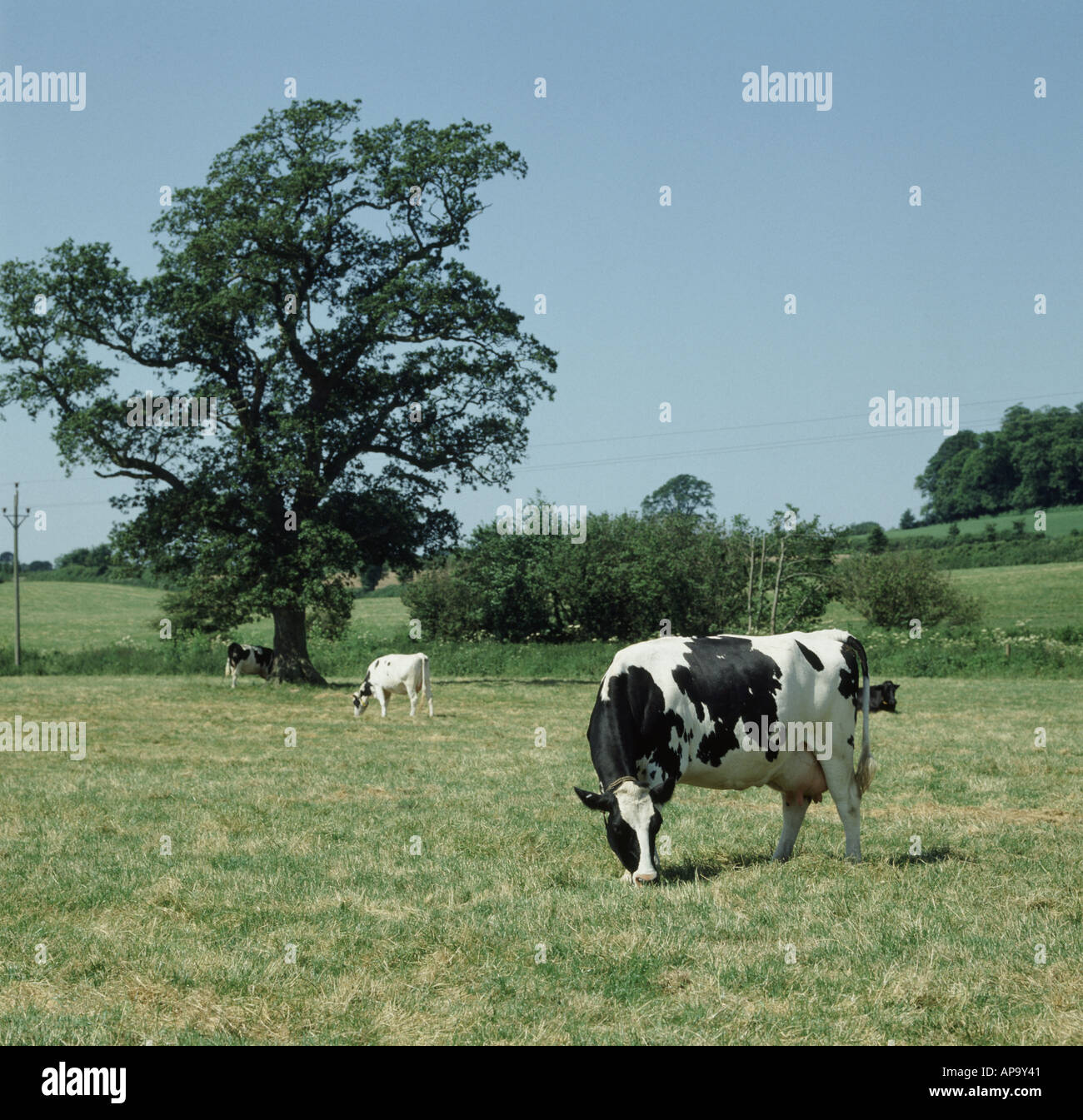 Dry Holstein Friesian dairy cows grazing on dry summer pasture Devon Stock Photo