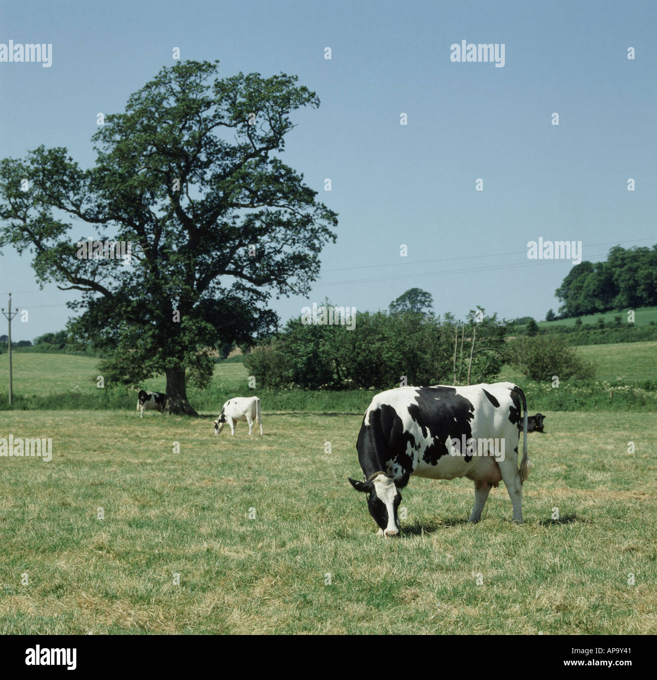 Dry Holstein Friesian dairy cows grazing on dry summer pasture Devon ...