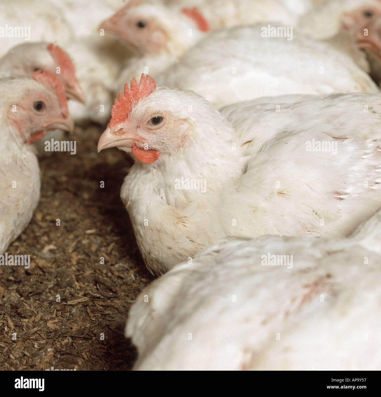 White broiler meat chicken Stock Photo