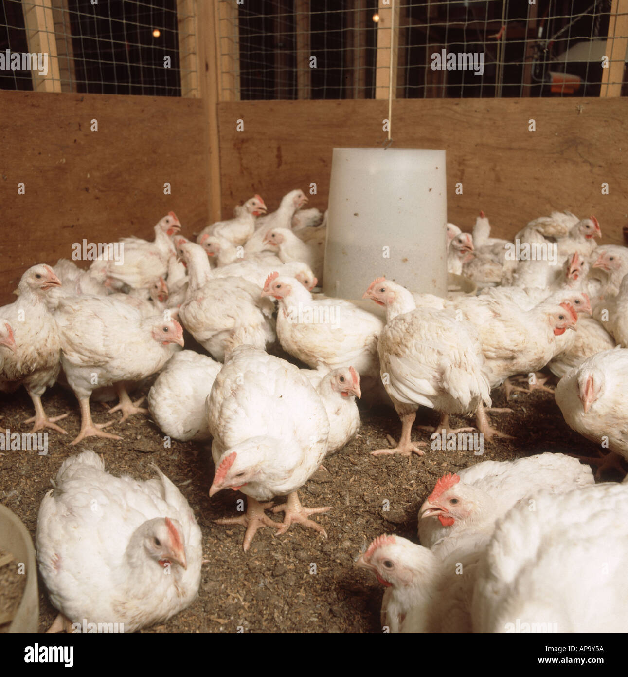 Immature white broiler meat chickens in indoor pen Stock Photo