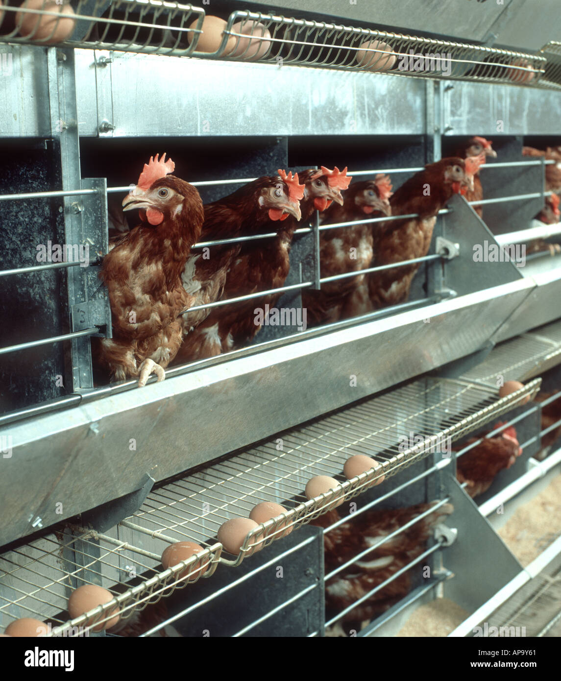 Battery hen hires stock photography and images Alamy