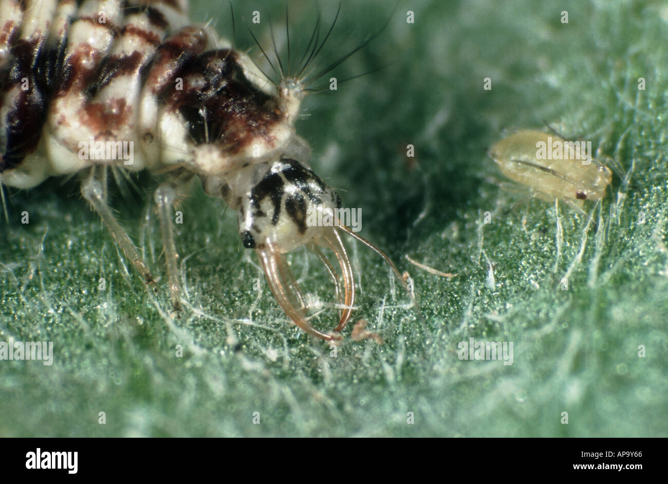 Perla Insect Green lacewing Chrysopera perla larva and aphid Stock Photo - Alamy