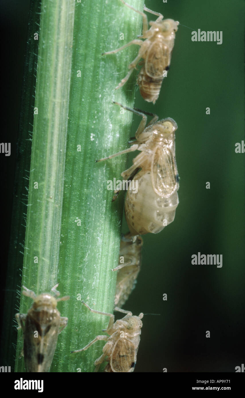 Brown rice planthopper Nilaparvata lugens nymphs on rice stem Stock