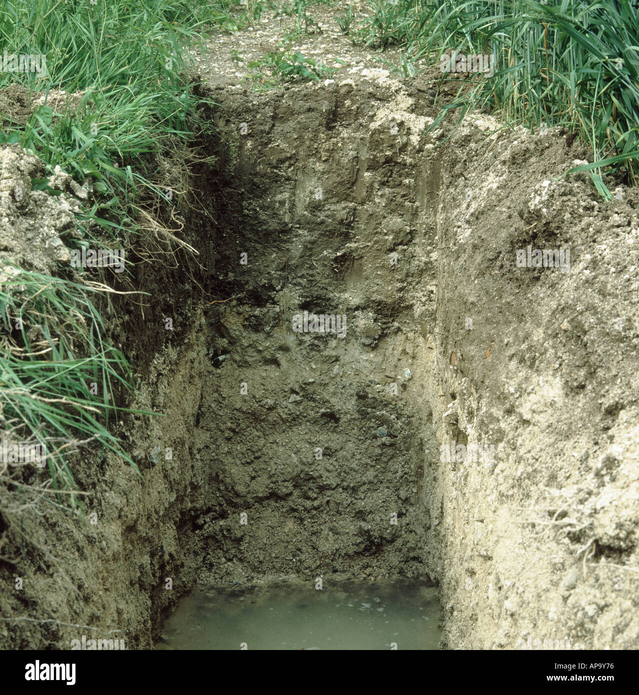 Soil profile pit face with sandy chalk loam overlying chalk Stock Photo