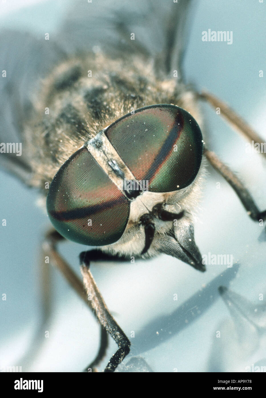 Horse fly Tabanus sp head showing biting mouthparts and compound eyes Stock Photo