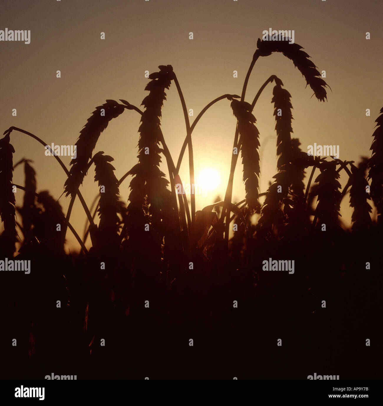 Wheat ears against the setting sun Stock Photo