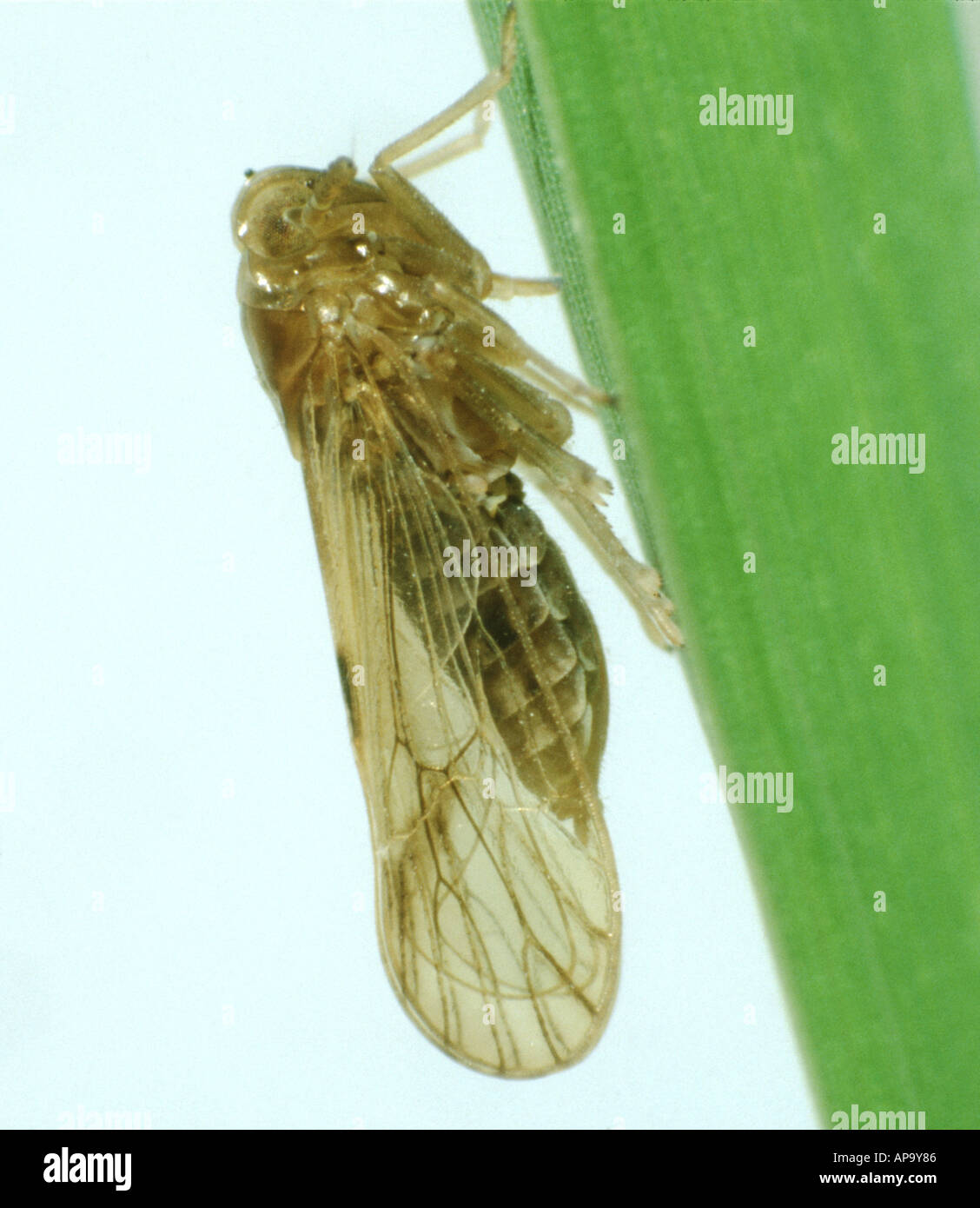 Rice brown plant hopper hi-res stock photography and images - Alamy