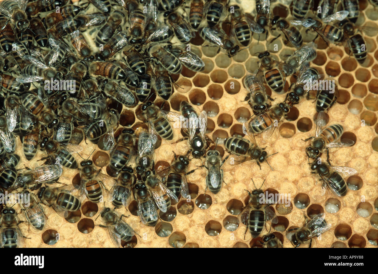 Queen bee with white mark and workers on brood cells from the bee hive Stock Photo