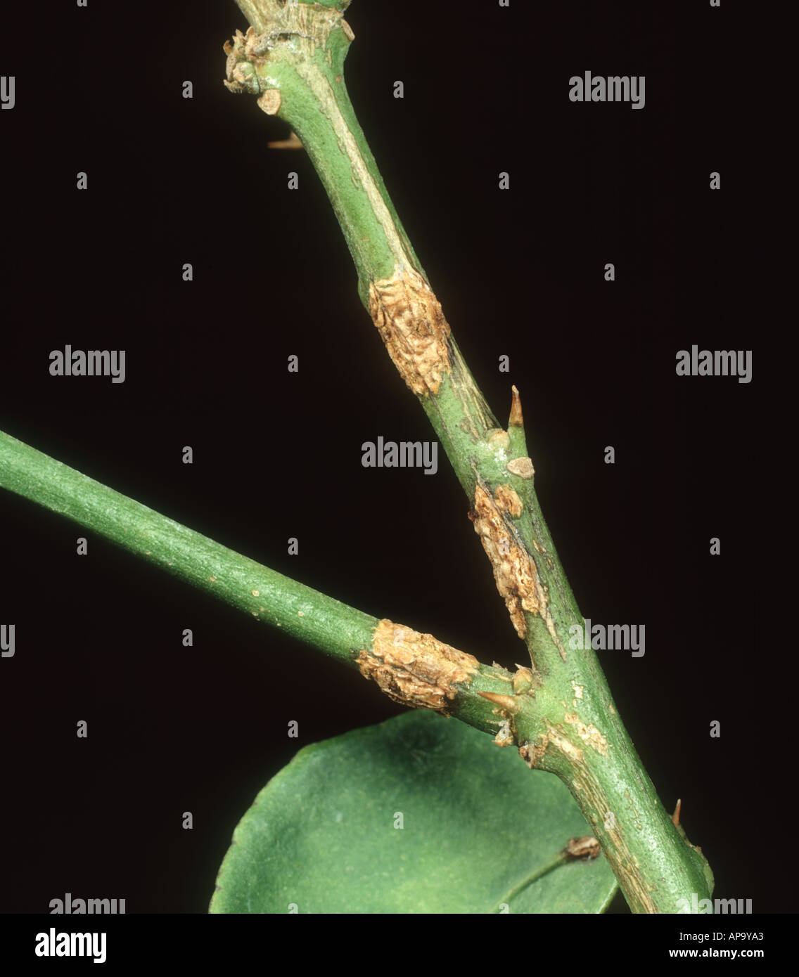 Bacterial canker Xanthomonas citri lesions on young lemon tree wood Stock Photo