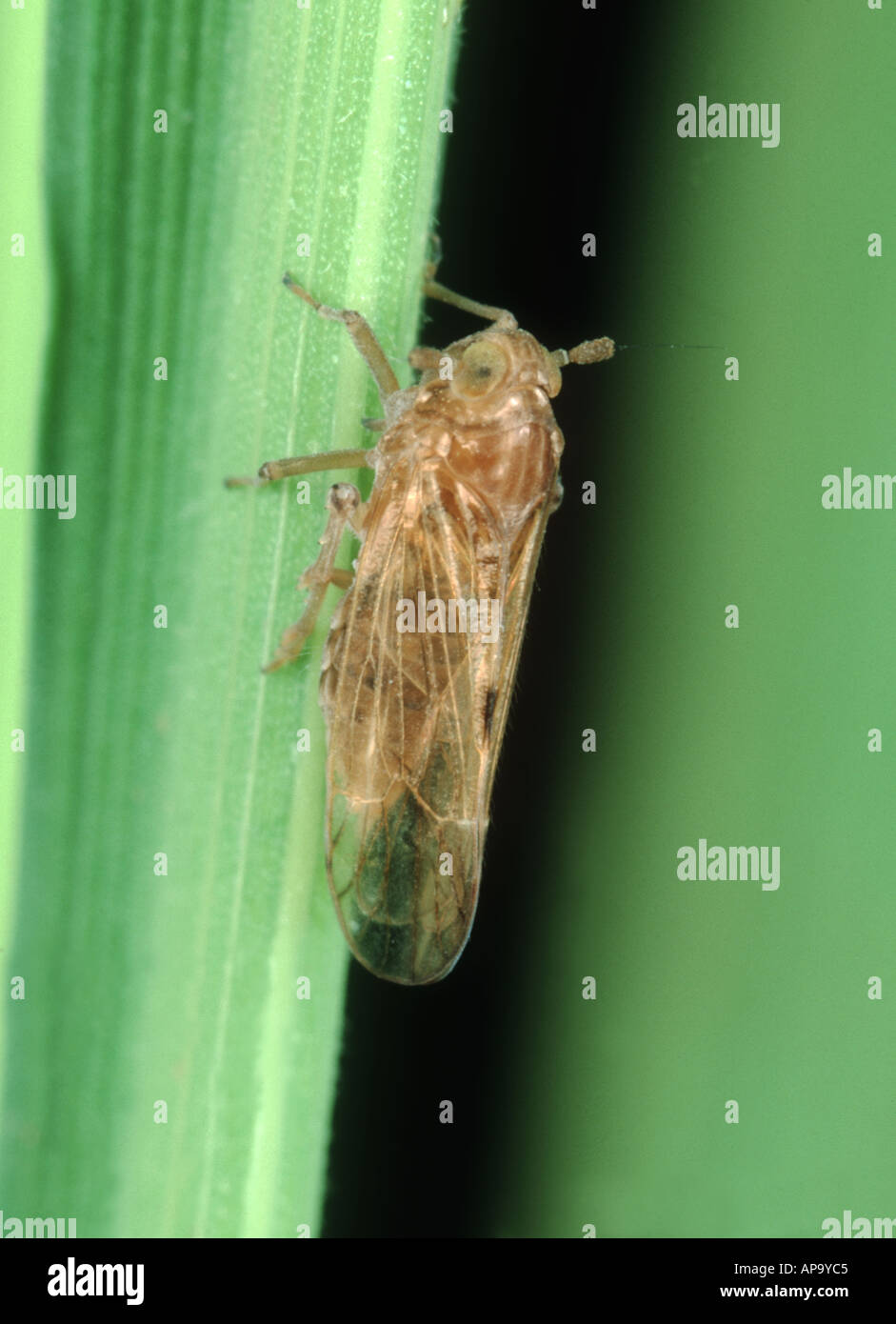 Brown rice planthopper Nilaparvata lugens winged macropterous adult on