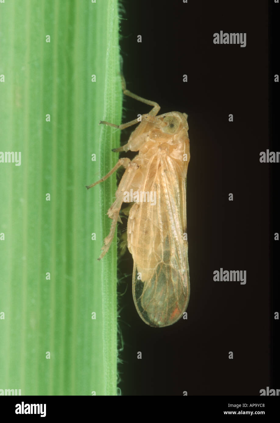 Rice brown plant hopper hi-res stock photography and images - Alamy