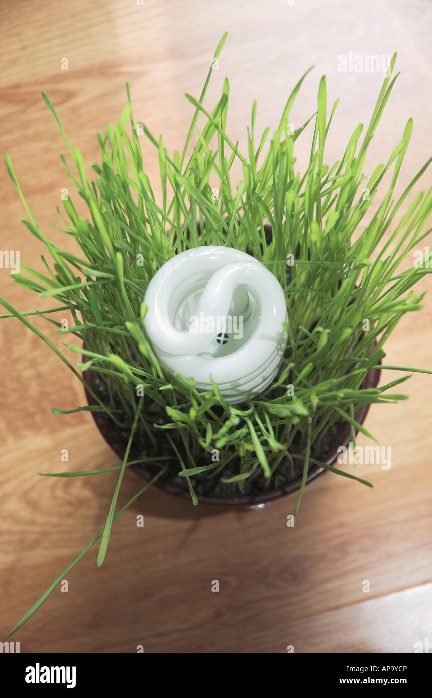 Energy efficient light bulb in pot of green grass Stock Photo - Alamy