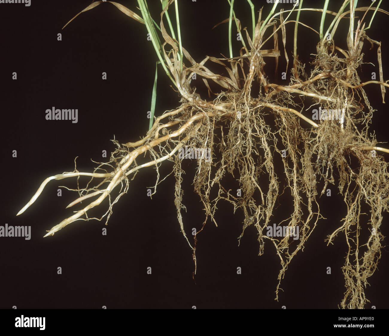 Couch or twitch grass Agropyron repens showing complex underground root system of rhizomes Stock Photo