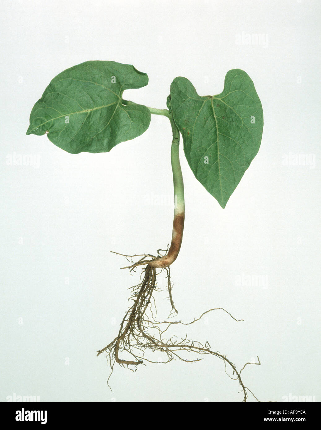 Stem rot Rhizoctonia solani damage to the base of a green bean seedling Stock Photo