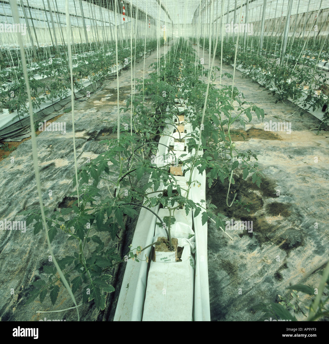 Hydroponically grown tomato crop in a Spanish polythene house near Almeria Stock Photo