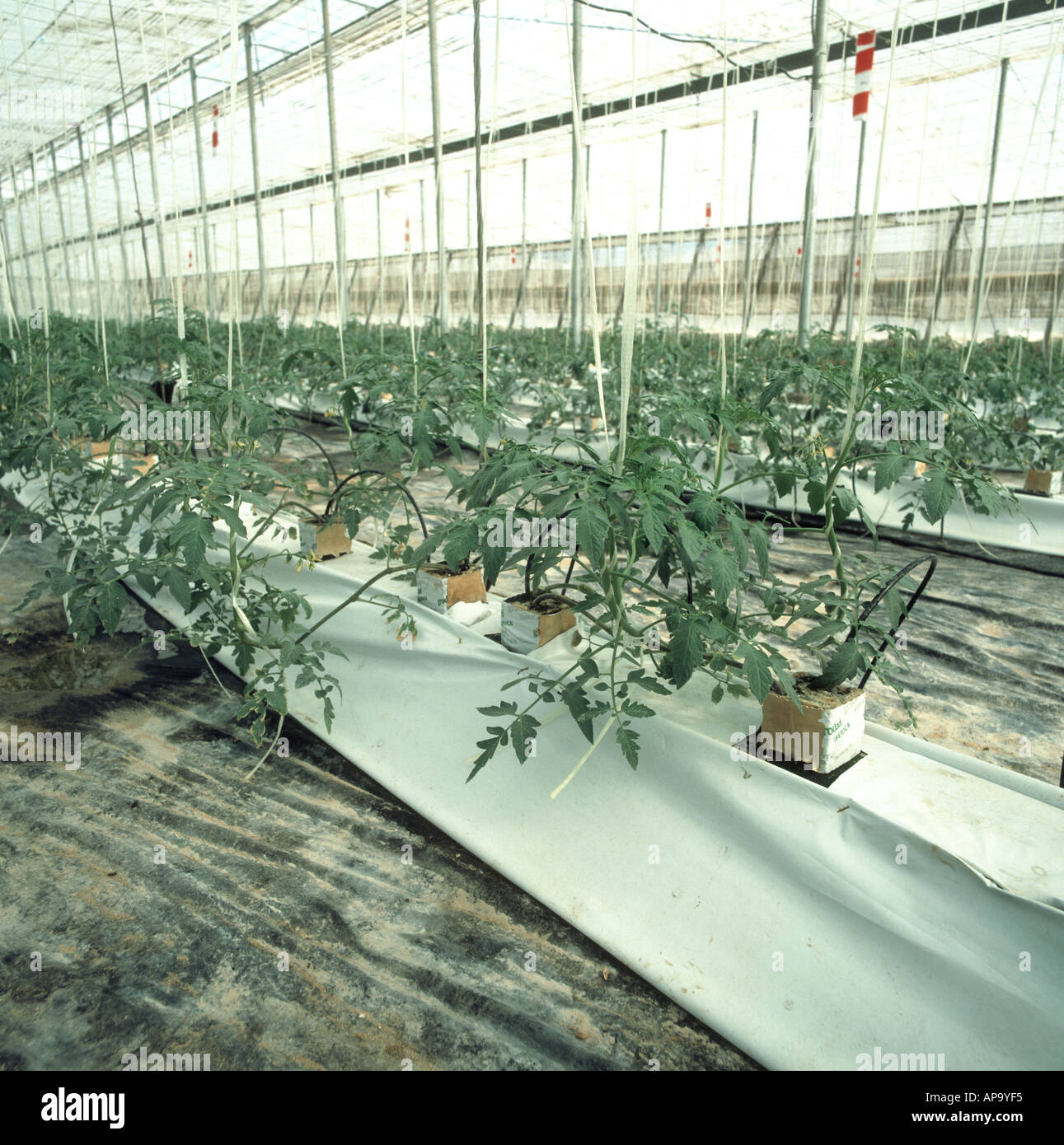 Hydroponically grown tomato crop in a Spanish polythene house near Almeria Stock Photo