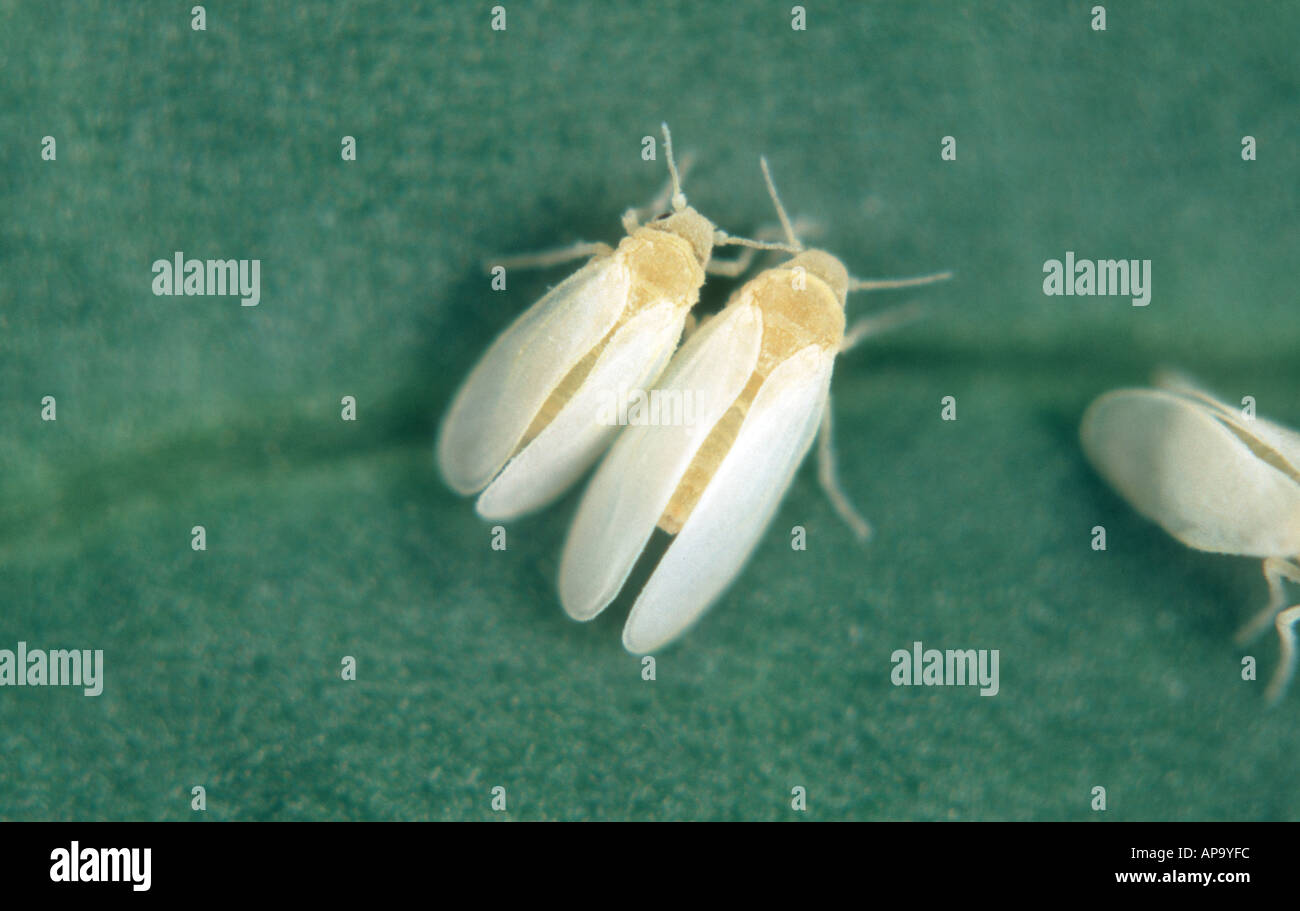 Cotton whitefly Bemisia tabaci adults male female Stock Photo