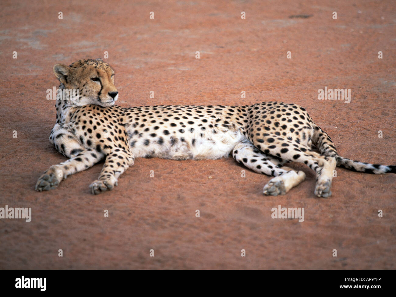 African wild hi-res stock photography and images - Alamy
