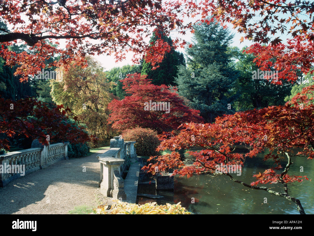 View through red acers of stone bridge over lake and trees on the bank ...