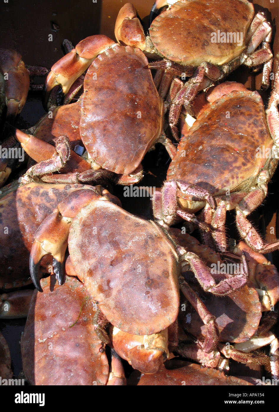 Fresh Crabs Bon Appetit Catch of the Day seafood Stock Photo Alamy