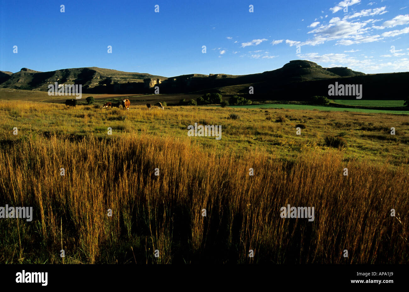 Landscape, mountains, countryside, Fouriesburg, Orange Free State
