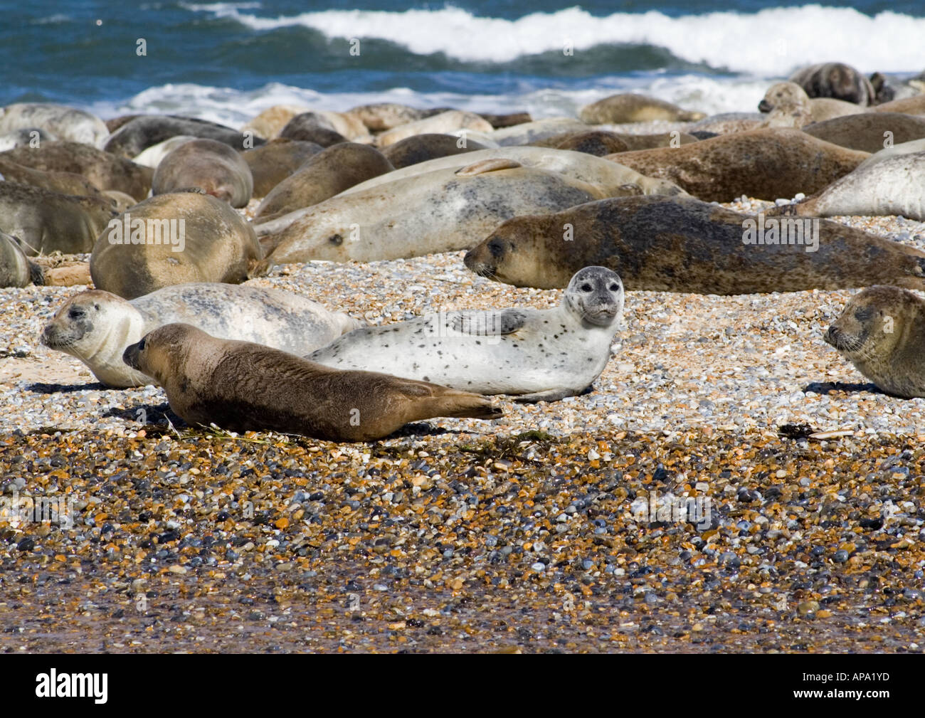 Beached Seals. Stock Photo