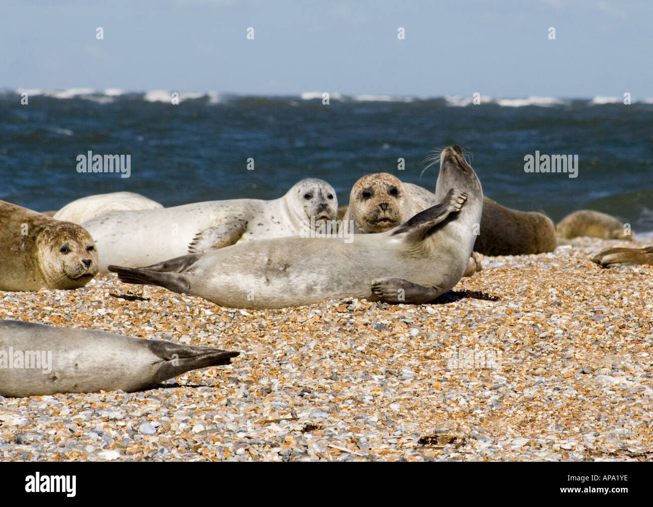 Grey Seal with an Itch! Stock Photo