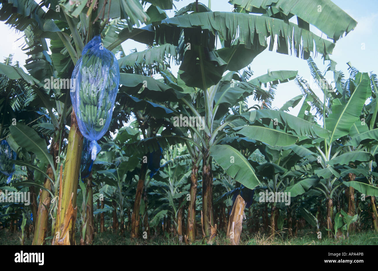 Banana plantation, Cul de Sac valley, St Lucia Stock Photo Alamy