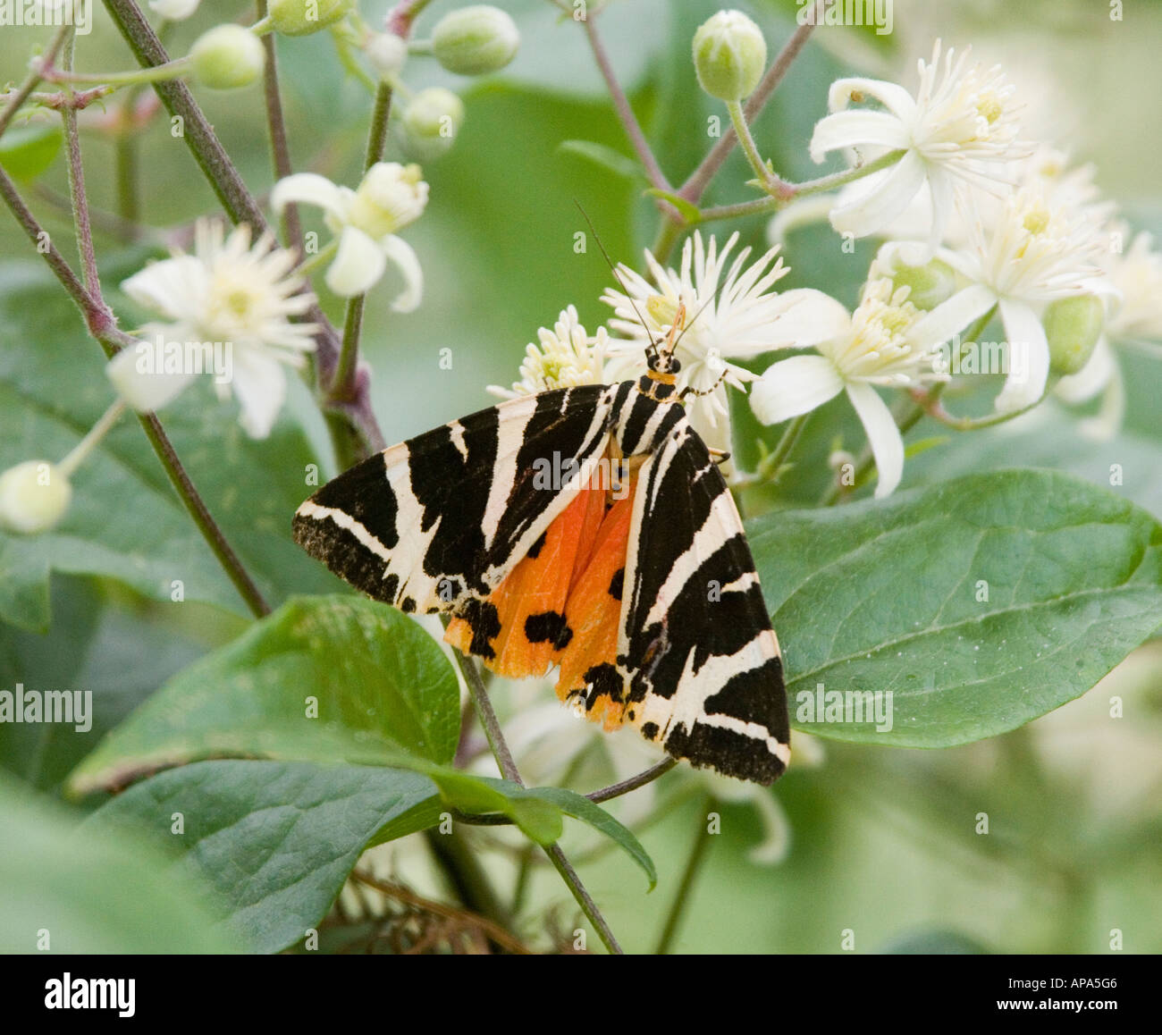 jersey-tiger-moths-hi-res-stock-photography-and-images-alamy