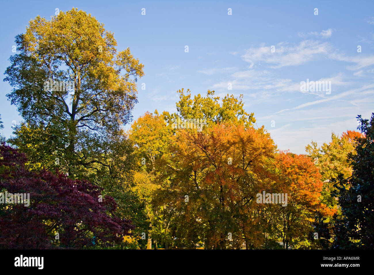 Autumn foliage and sky in the Washington, DC area Stock Photo - Alamy
