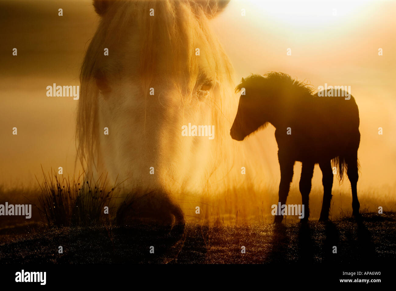 Silhouette of a Dartmoor pony foal on a misty sunrise with its mothers head digitally composited over it. Dartmoor, Devon, England Stock Photo