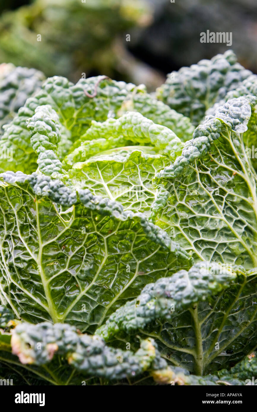 Cabbage growing in an English organic garden Stock Photo
