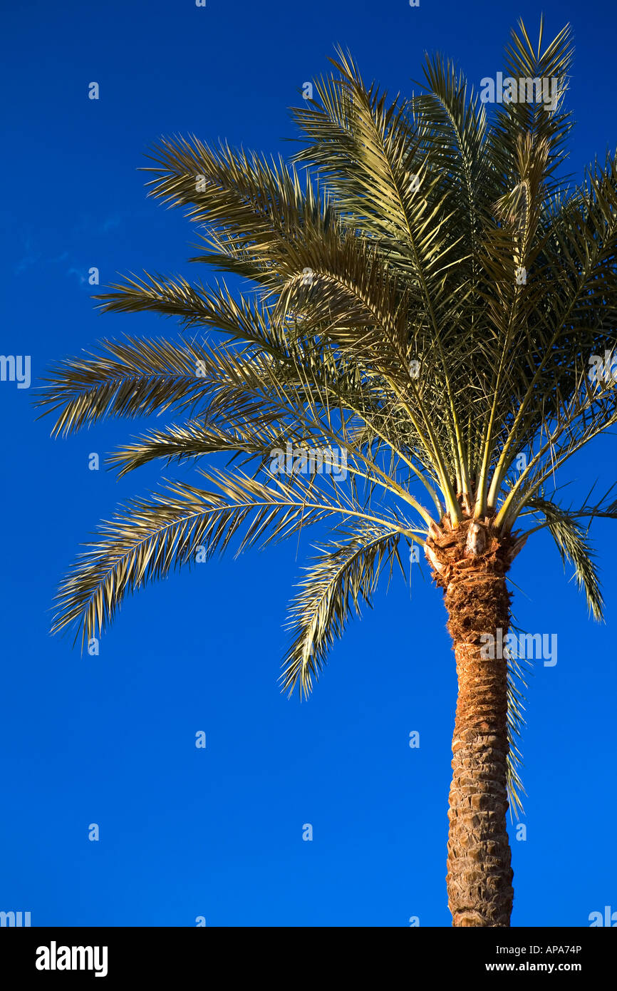 Palm Tree, Sharm el Sheikh, Egypt Stock Photo Alamy
